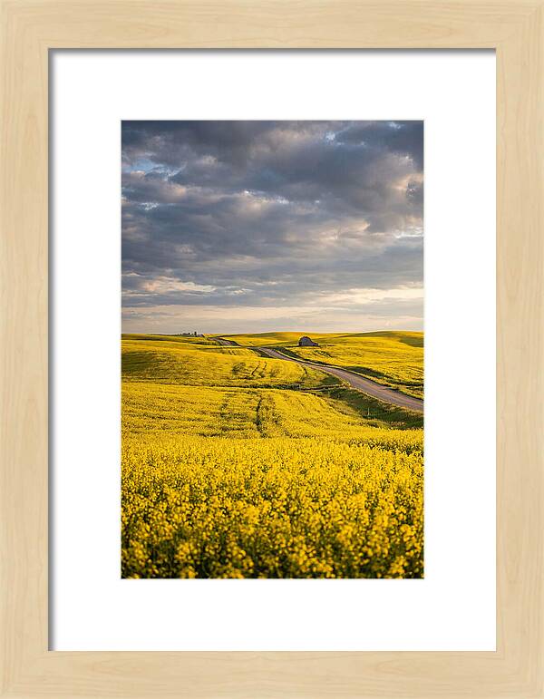 Golden Canola Fields Under Clouds
