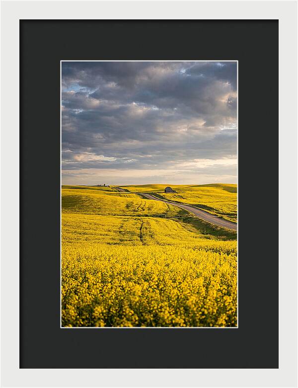 Golden Canola Fields Under Clouds