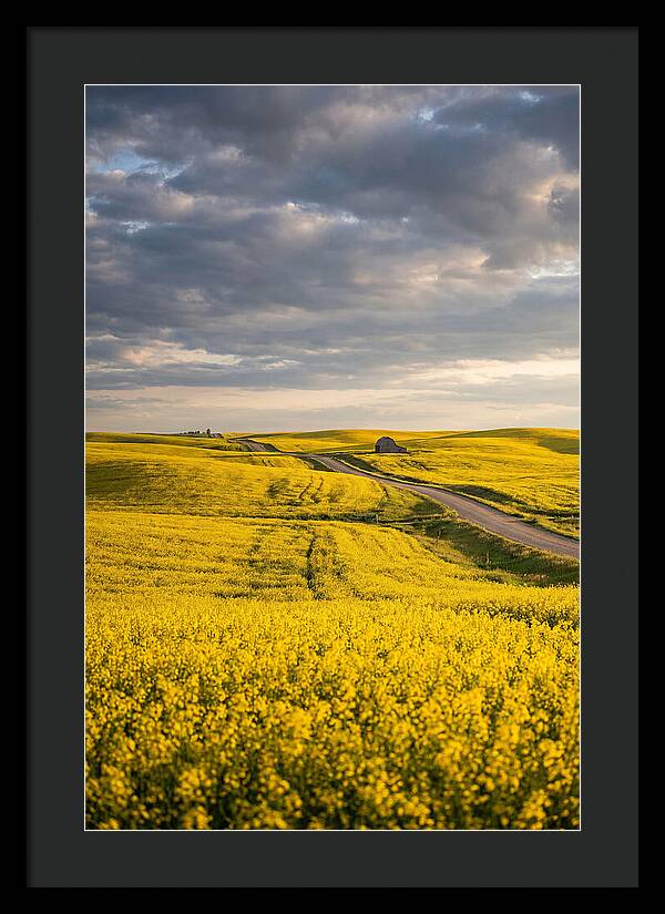 Golden Canola Fields Under Clouds