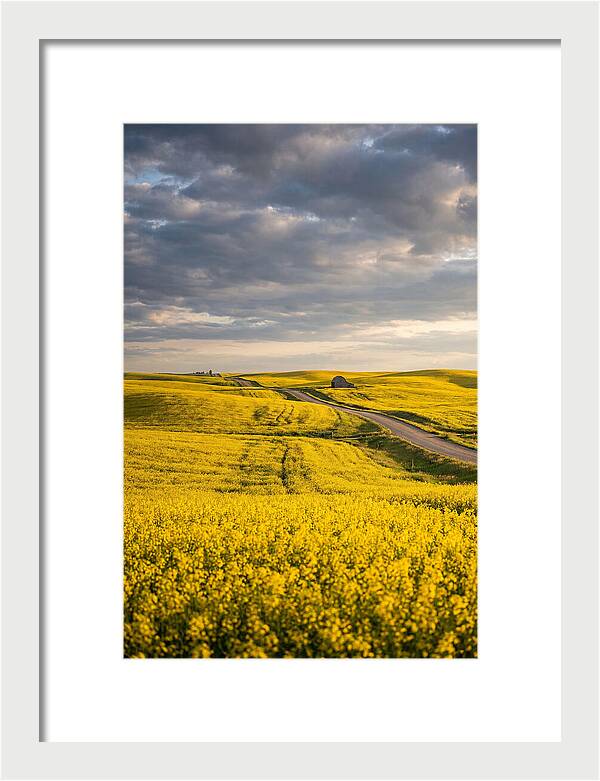 Golden Canola Fields Under Clouds