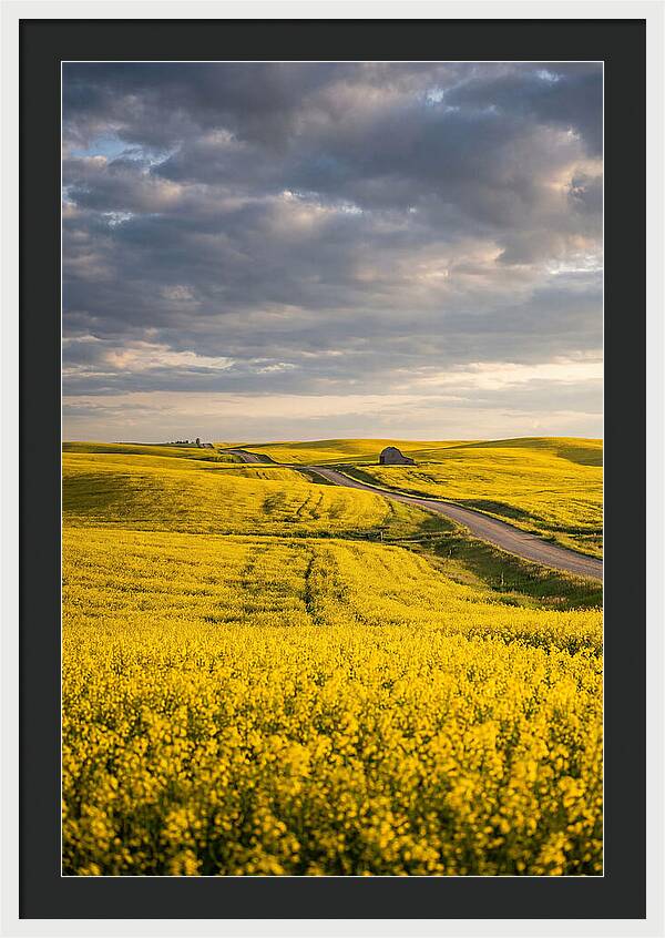 Golden Canola Fields Under Clouds