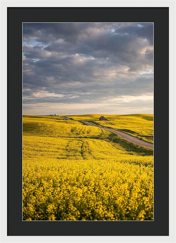 Golden Canola Fields Under Clouds