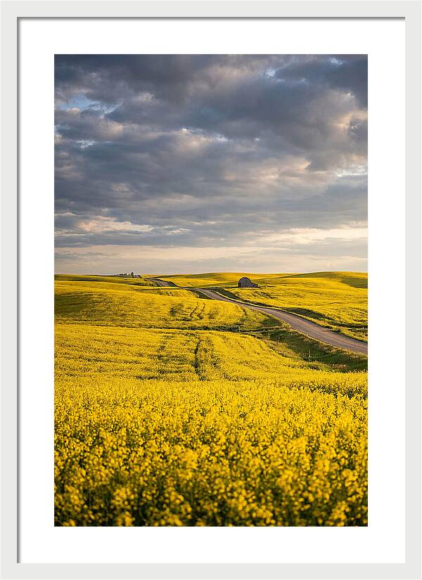 Golden Canola Fields Under Clouds