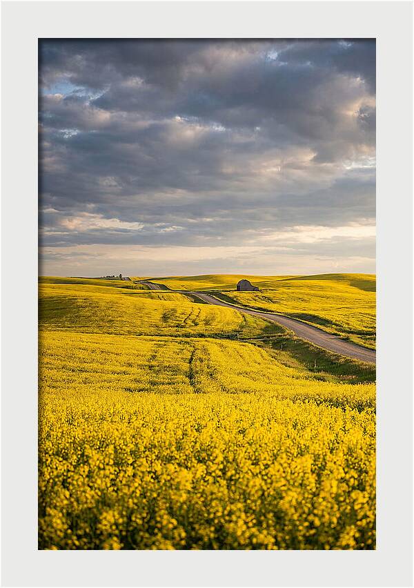Golden Canola Fields Under Clouds
