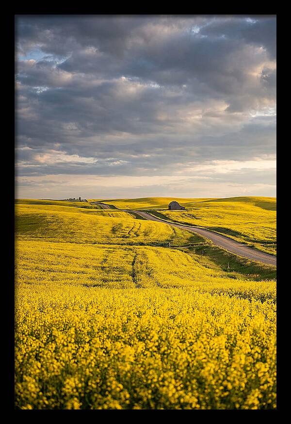 Golden Canola Fields Under Clouds