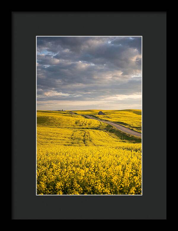 Golden Canola Fields Under Clouds