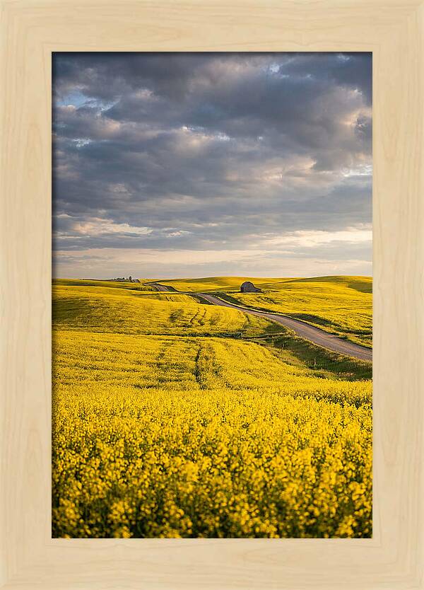 Golden Canola Fields Under Clouds