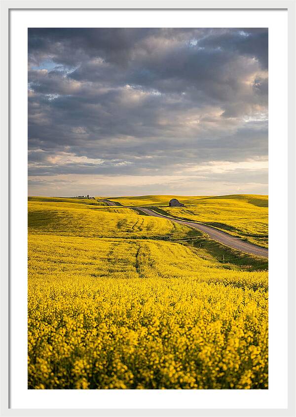 Golden Canola Fields Under Clouds