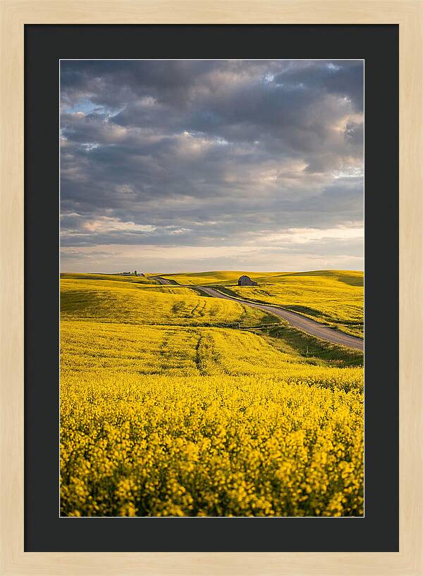 Golden Canola Fields Under Clouds