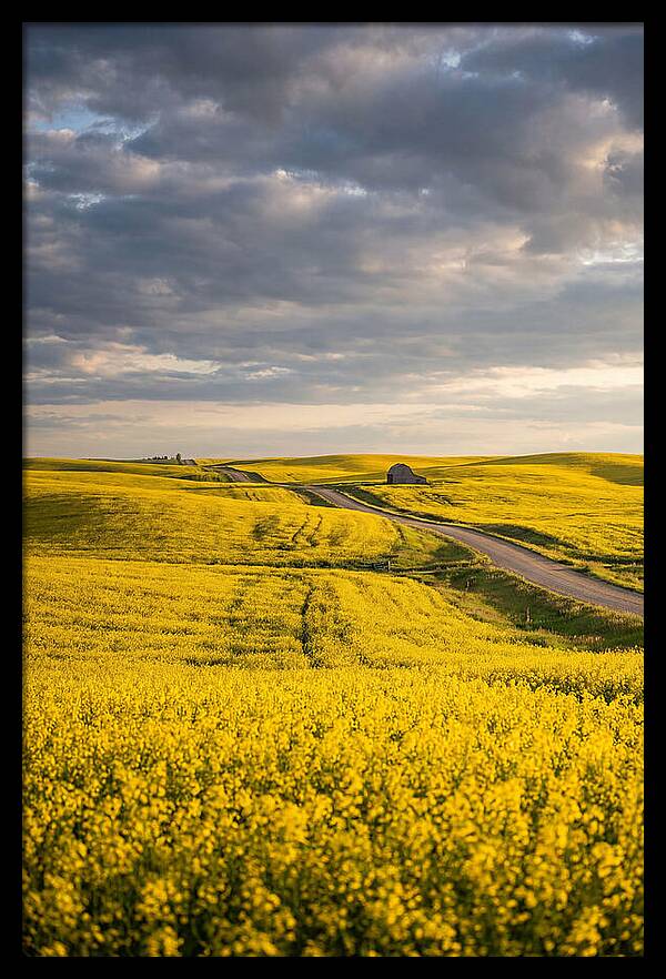 Golden Canola Fields Under Clouds