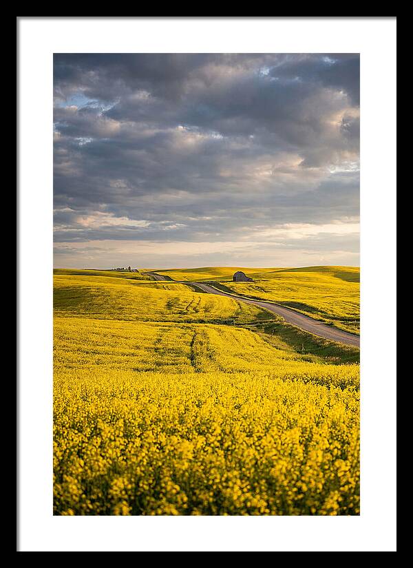 Golden Canola Fields Under Clouds