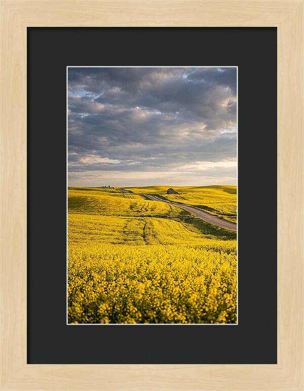 Golden Canola Fields Under Clouds