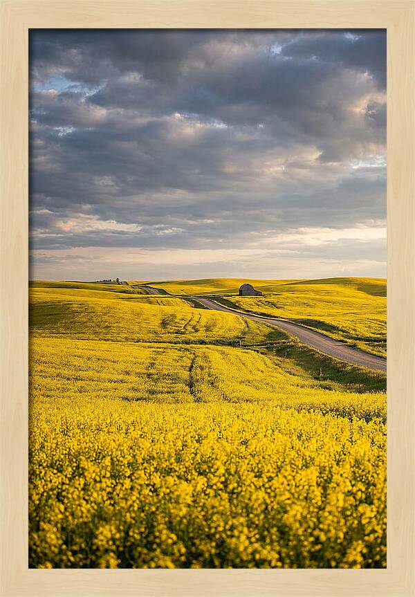 Golden Canola Fields Under Clouds