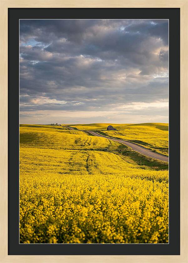 Golden Canola Fields Under Clouds