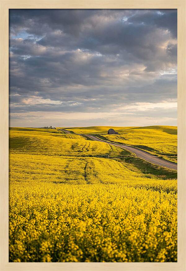 Golden Canola Fields Under Clouds