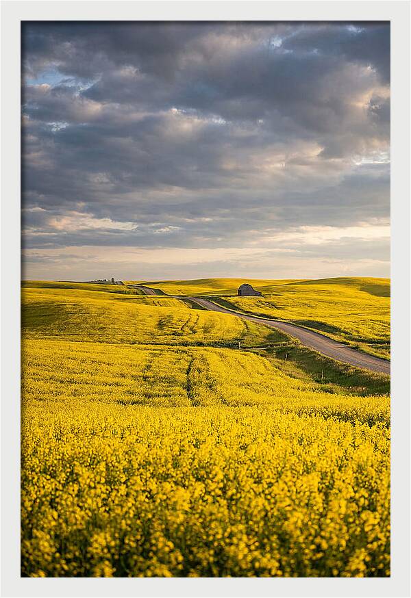 Golden Canola Fields Under Clouds