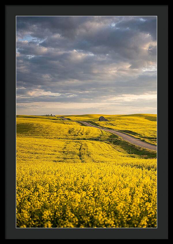 Golden Canola Fields Under Clouds