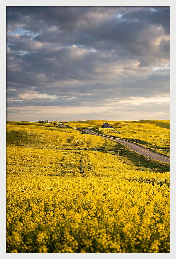 Golden Canola Fields Under Clouds