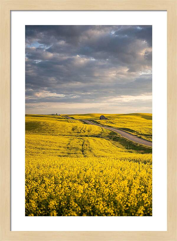 Golden Canola Fields Under Clouds