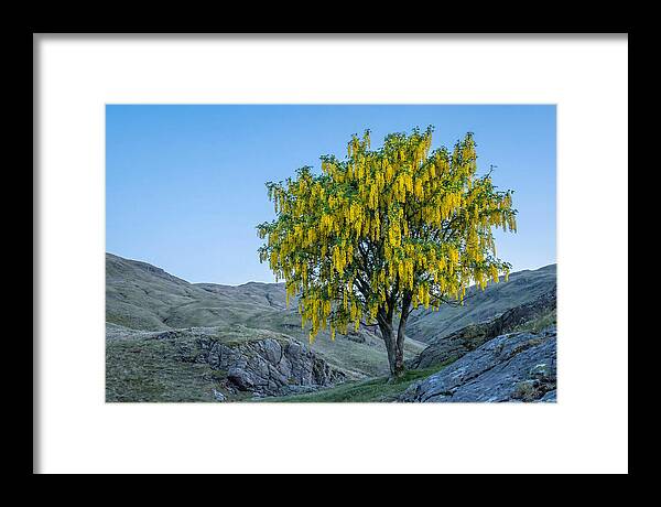 Golden Chain Laburnum Tree