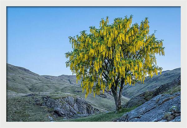 Golden Chain Laburnum Tree