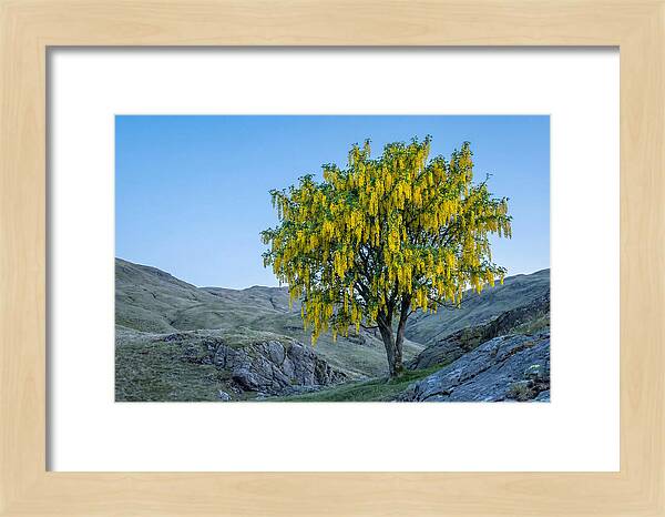Golden Chain Laburnum Tree