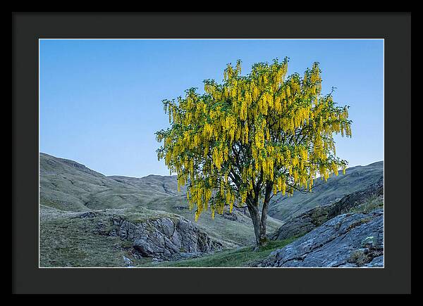 Golden Chain Laburnum Tree
