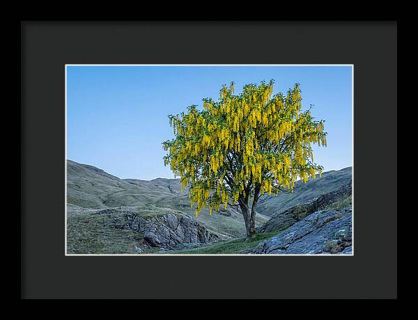 Golden Chain Laburnum Tree