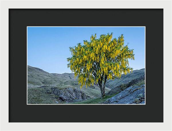 Golden Chain Laburnum Tree
