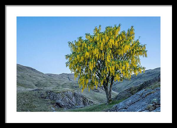 Golden Chain Laburnum Tree