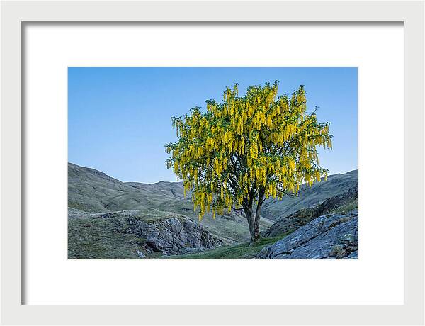 Golden Chain Laburnum Tree