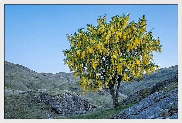 Golden Chain Laburnum Tree