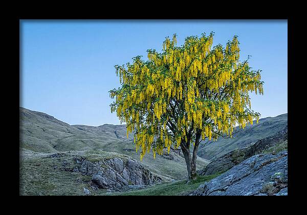 Golden Chain Laburnum Tree