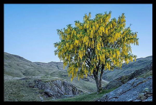 Golden Chain Laburnum Tree