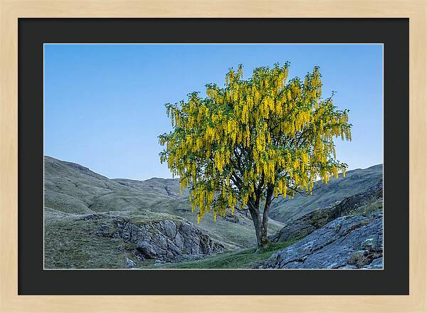 Golden Chain Laburnum Tree