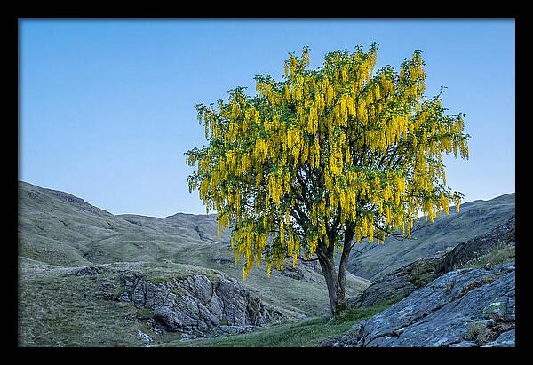Golden Chain Laburnum Tree