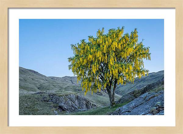Golden Chain Laburnum Tree