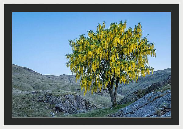 Golden Chain Laburnum Tree