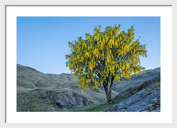 Golden Chain Laburnum Tree