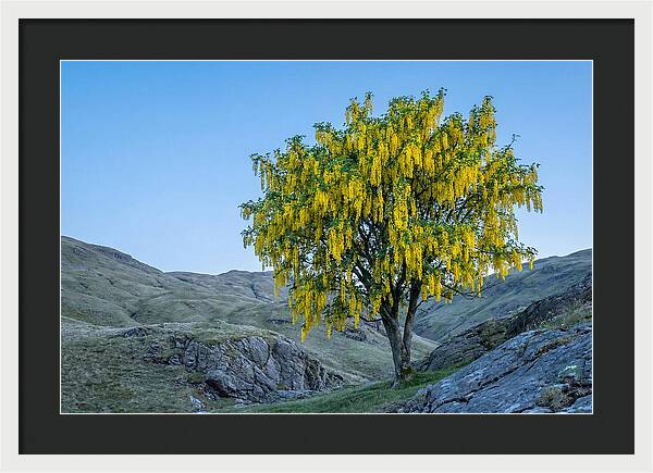 Golden Chain Laburnum Tree