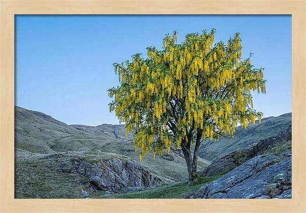 Golden Chain Laburnum Tree