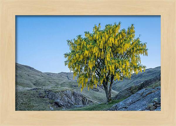 Golden Chain Laburnum Tree