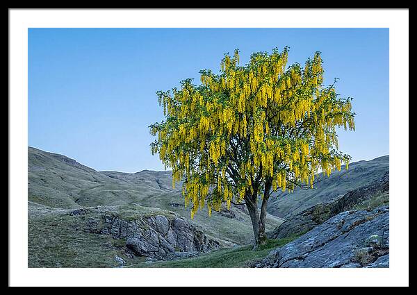 Golden Chain Laburnum Tree