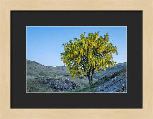 Golden Chain Laburnum Tree