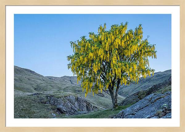 Golden Chain Laburnum Tree