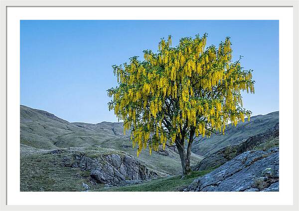 Golden Chain Laburnum Tree