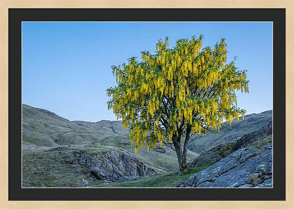 Golden Chain Laburnum Tree