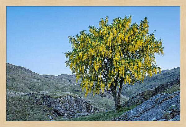 Golden Chain Laburnum Tree