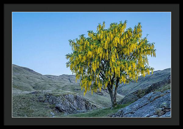 Golden Chain Laburnum Tree