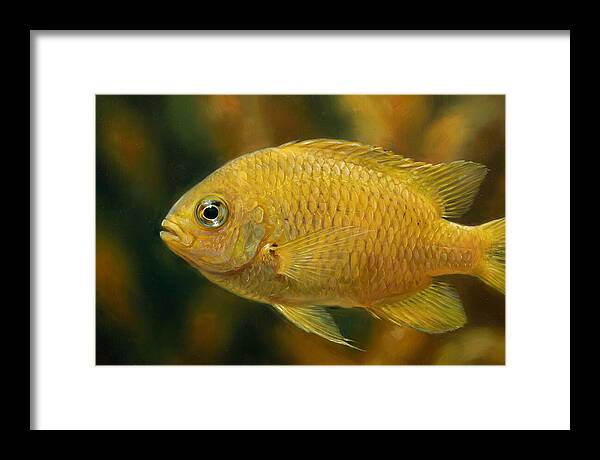 Golden Damselfish Underwater